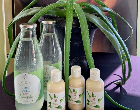 Aloe Vera